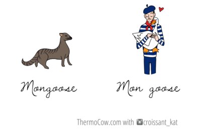 Mongoose